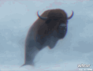 90s amateur vhs camcorder aesthetic of a buffawhale (half buffalo, half whale, flies in the sky) being spotted in the wild